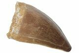 Fossil Mosasaur (Prognathodon) Tooth - Morocco #217001-1